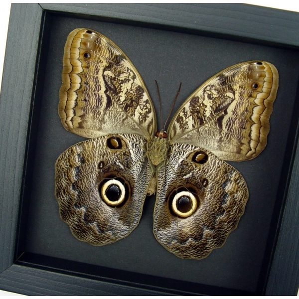 Real Framed Owl Butterfly Caligo placidianus Taxidermy Moonlight Display
