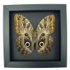 Real Framed Owl Butterfly Caligo placidianus Taxidermy Moonlight Display