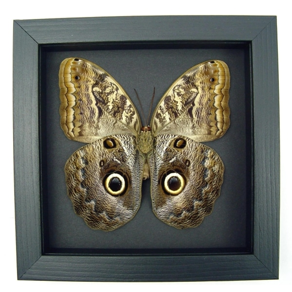 Real Framed Owl Butterfly Caligo placidianus Taxidermy Moonlight Display