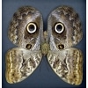 Real Framed Owl Butterfly Caligo placidianus Taxidermy Moonlight Display