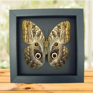 Real Framed Owl Butterfly Caligo placidianus Taxidermy Moonlight Display