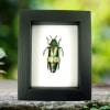 Real Metallic Green Red Jewel Beetle Chrysochroa saundersii Framed Classic Black Display