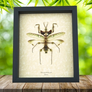 Idolomantis diabolica male Devil Mantis Giant Framed Praying Mantis Insect Taxidermy