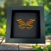 Dryadula phaetusa Orange Tiger Butterfly Framed Taxidermy Moonlight Display