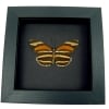 Dryadula phaetusa Orange Tiger Butterfly Framed Taxidermy Moonlight Display