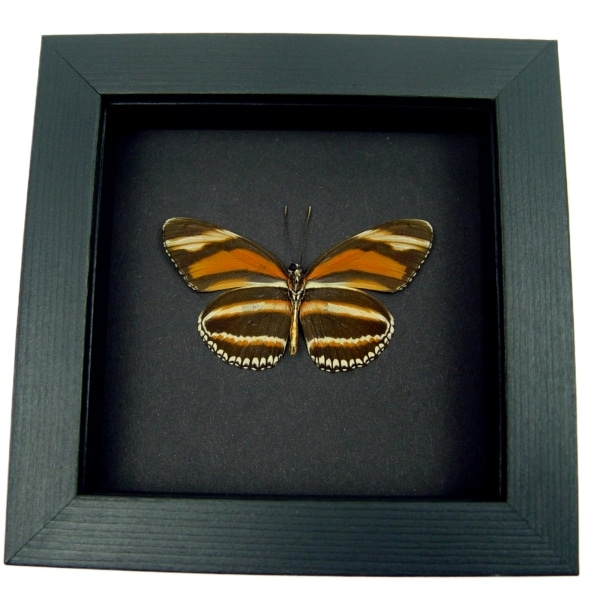 Dryadula phaetusa Orange Tiger Butterfly Framed Taxidermy Moonlight Display
