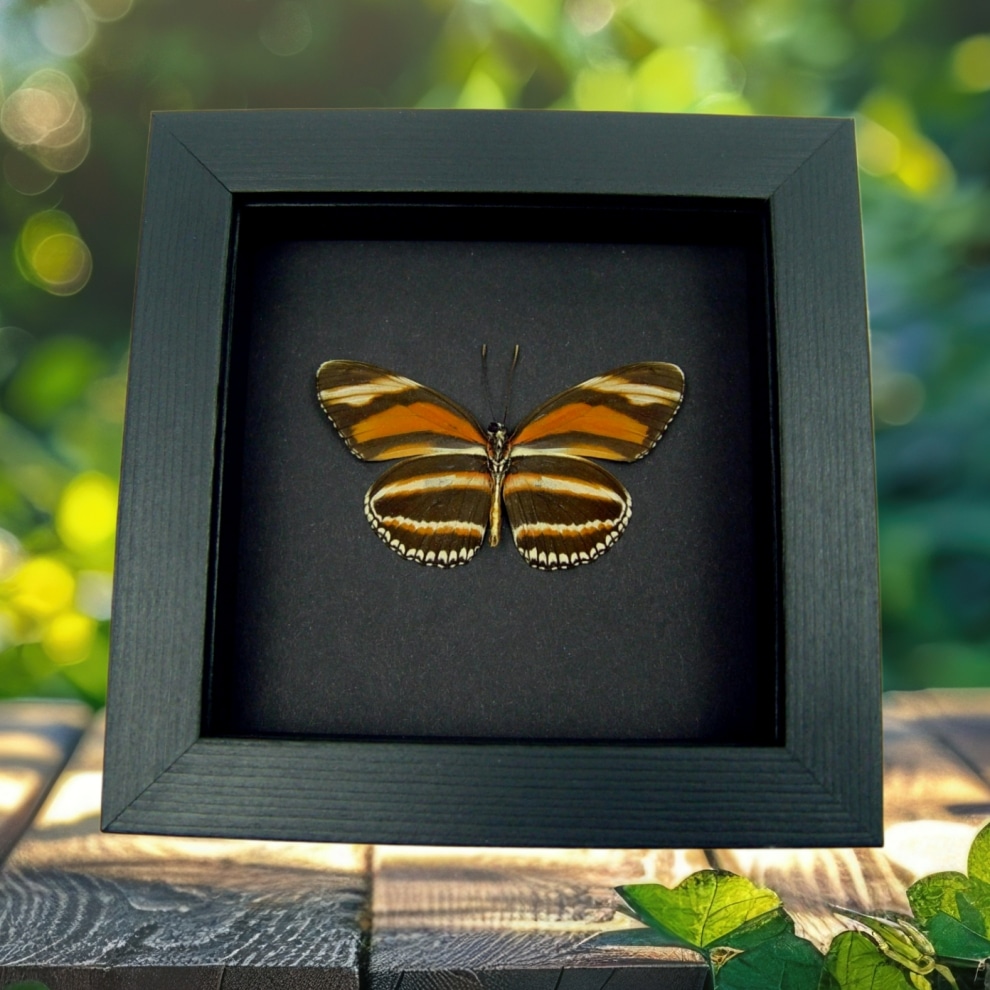 Dryadula phaetusa Orange Tiger Butterfly Framed Taxidermy Moonlight Display