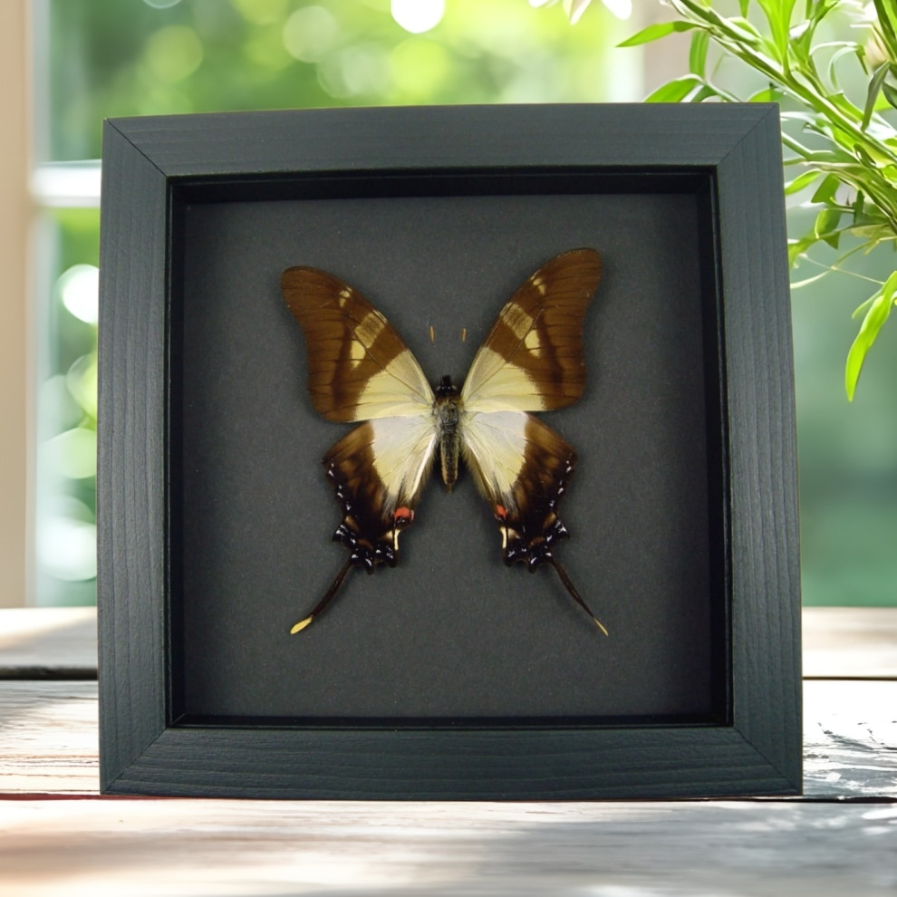 Real Framed Swallowtail Butterfly Eurytides serville Taxidermy Moonlight Display Real Framed Swallowtail Butterfly Eurytides serville Taxidermy Moonlight Display