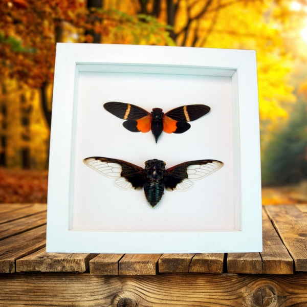 Halloween Cicada Collection Bat Winged Cicadas Framed Taxidermy Vibrant White Display