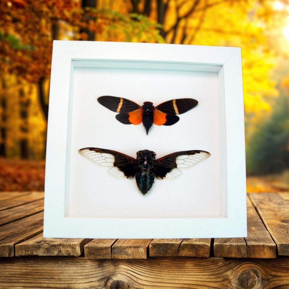 Halloween Cicada Collection Bat Winged Cicadas Framed Taxidermy Vibrant White Display Halloween Cicada Collection Bat Winged Cicadas Framed Taxidermy Vibrant White Display