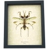 Idolomantis diabolica male Devil Mantis Giant Framed Praying Mantis Insect Taxidermy