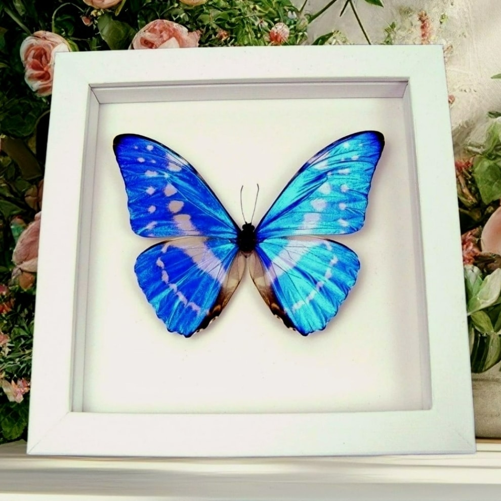 Morpho cypris Blue Morpho Butterfly - Vibrant White Display