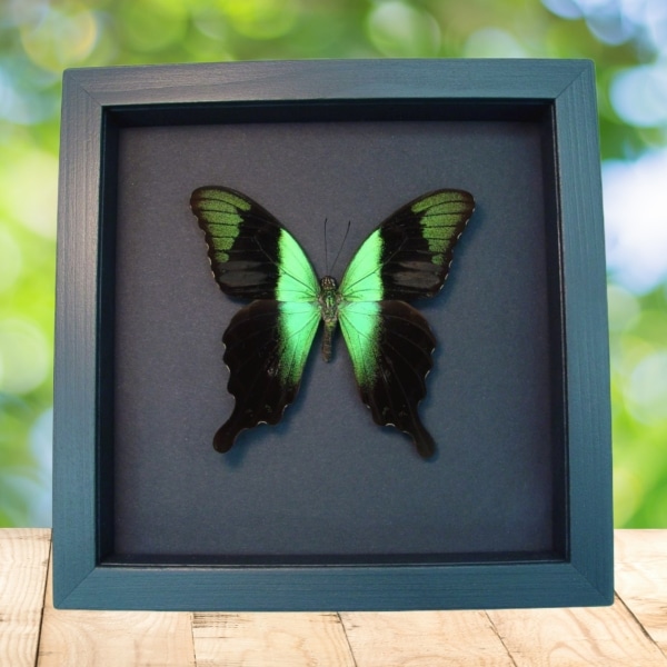 Green Swallowtail Framed Butterfly Taxidermy Papilio peranthus adamantius Moonlight Display