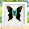Green Swallowtail Butterfly Papilio peranthus adamantius Framed Taxidermy Vibrant White Display