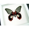 Papilio rumanzovia female verso Scarlet Mormon Butterfly Vibrant White Display Framed Taxidermy