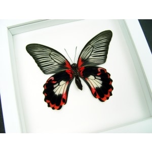 Papilio rumanzovia female verso Scarlet Mormon Butterfly Vibrant White Display Framed Taxidermy