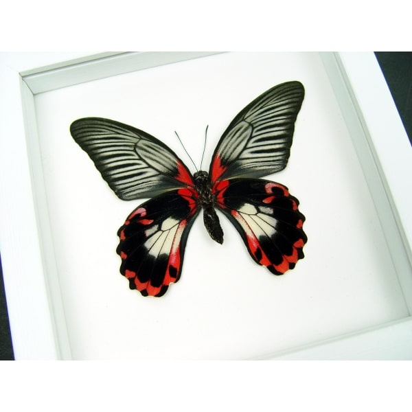 Papilio rumanzovia female verso Scarlet Mormon Butterfly Vibrant White Display Framed Taxidermy