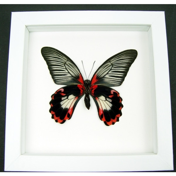Papilio rumanzovia female verso Scarlet Mormon Butterfly Vibrant White Display Framed Taxidermy