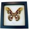 Rothschildia erycina male Silk Moth Real Framed Taxidermy Display