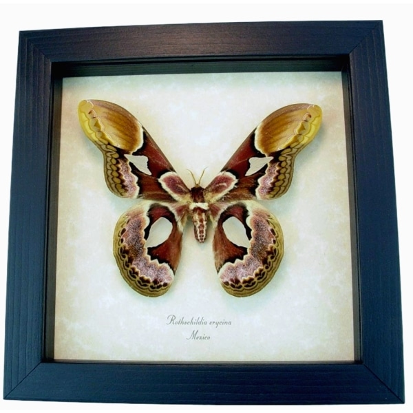 Rothschildia erycina male Silk Moth Real Framed Taxidermy Display
