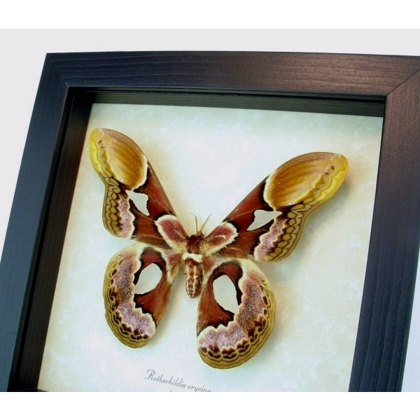 Rothschildia erycina male Silk Moth Real Framed Taxidermy Display