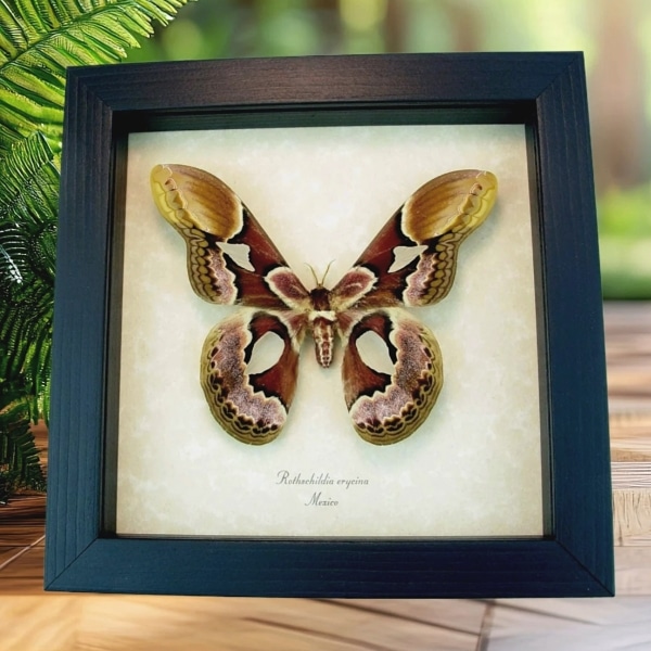 Rothschildia erycina male Silk Moth Real Framed Taxidermy Display
