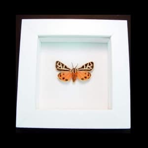 Framed Virgin Tiger Moth Apantesis virgo Vibrant White Display