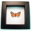 Virgin Tiger Moth Apantesis virgo Classic Black Display Framed Taxidermy