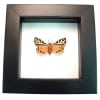 Framed Virgin Tiger Moth Apantesis virgo Classic Black Display