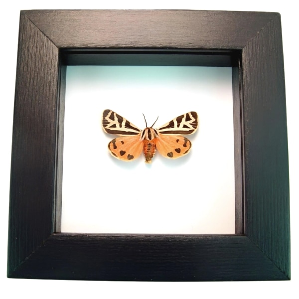 Framed Virgin Tiger Moth Apantesis virgo Classic Black Display