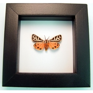 Virgin Tiger Moth Apantesis virgo Classic Black Display Framed Taxidermy