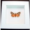 Virgin Tiger Moth Apantesis virgo Framed Taxidermy Vibrant White Display