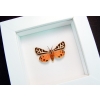 Virgin Tiger Moth Apantesis virgo Framed Taxidermy Vibrant White Display