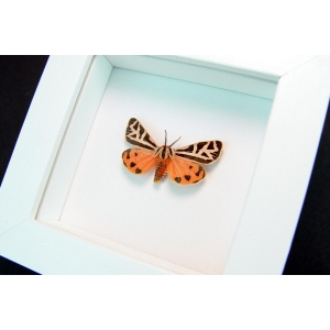 Virgin Tiger Moth Apantesis virgo Vibrant White Display