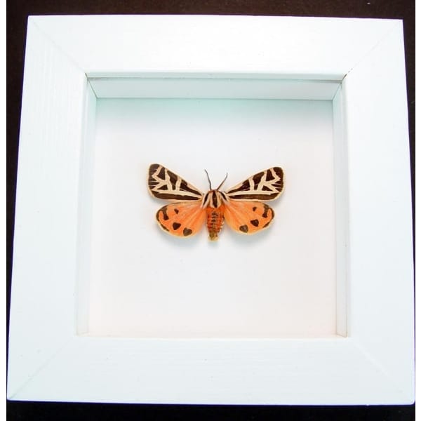 Virgin Tiger Moth Apantesis virgo Framed Taxidermy Vibrant White Display