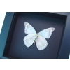 Appias celestina verso Gray Ghost Butterfly Moonlight Display