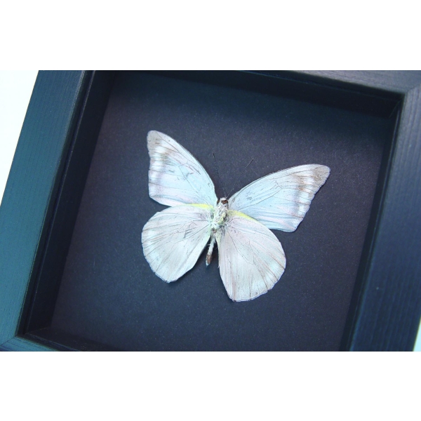 Appias celestina verso Gray Ghost Butterfly Moonlight Display