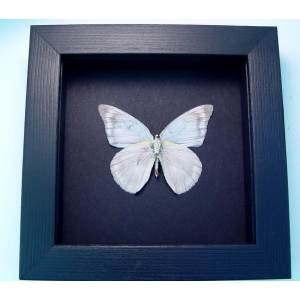 Appias celestina verso Gray Ghost Butterfly Framed Taxidermy Moonlight Display