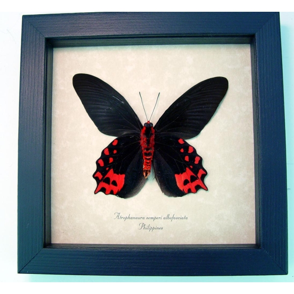 Atrophaneura semperi albofasciata Blood Red Vampire Butterfly Framed Taxidermy Display Atrophaneura semperi albofasciata Blood Red Vampire Butterfly Framed Taxidermy Display