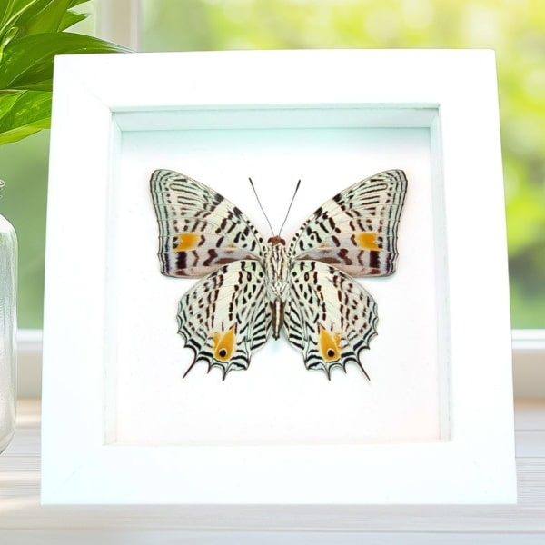 Baeotus baeotus Gold Flower Butterfly Framed Taxidermy Vibrant White Display