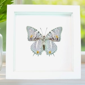 baeotus japetus Framed Butterfly Japetus Beauty Taxidermy Vibrant White Display