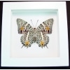 Baeotus baeotus Gold Flower Butterfly Vibrant White Display Framed Taxidermy
