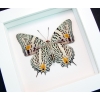 Baeotus baeotus Gold Flower Butterfly Vibrant White Display Framed Taxidermy