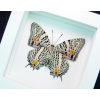 Baeotus baeotus Gold Flower Butterfly Vibrant White Display Framed Taxidermy
