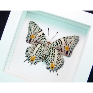 Baeotus baeotus Gold Flower Butterfly Vibrant White Display Framed Taxidermy