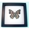 Baeotus deucalion White Flower Butterfly Classic Black Display Framed Taxidermy