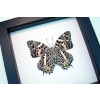 Baeotus deucalion White Flower Butterfly Classic Black Display