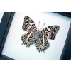 Baeotus deucalion White Flower Butterfly Classic Black Display Framed Taxidermy