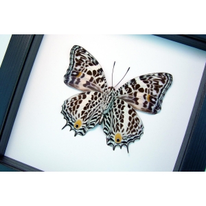 Baeotus deucalion White Flower Butterfly Classic Black Display Framed Taxidermy