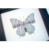 baeotus japetus Beauty Framed Butterfly Classic Black Display